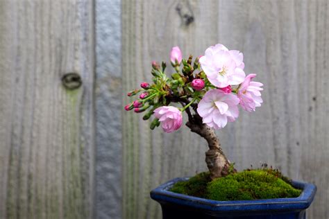 盆栽花|人気上昇中！花もの盆栽のおすすめランキン。